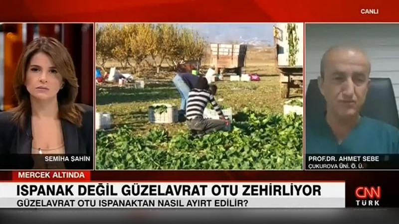 Ispanak değil güzelavrat otu zehirliyor