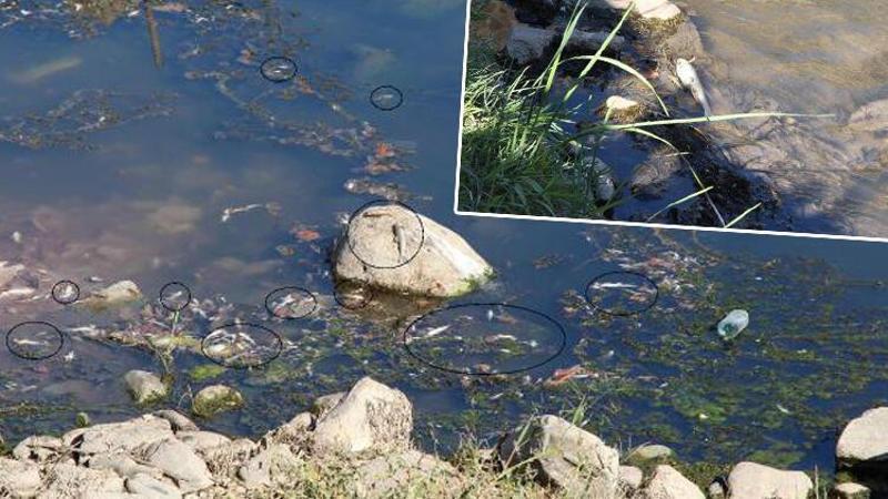 Su seviyesi azalan Dicle Nehri’nde ölü balıklar kıyıya vurdu