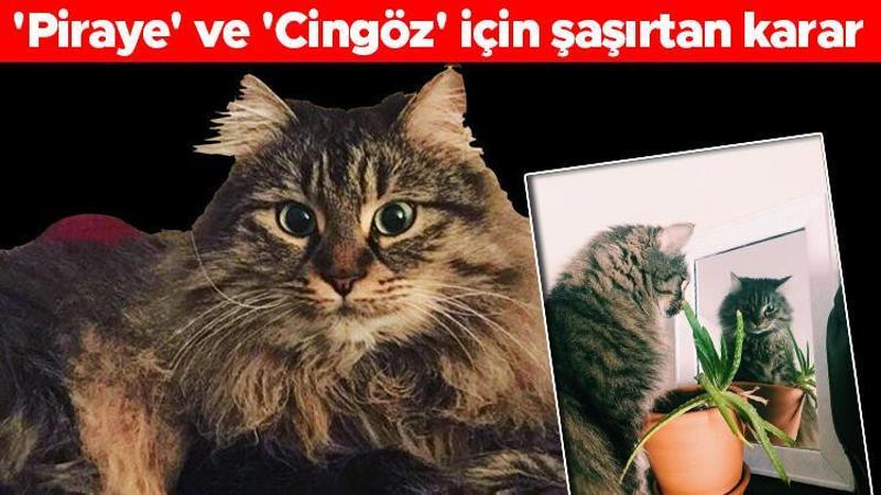 Mahkeme "kedilerin velayeti" davasında "Piraye" ve "Cingöz"ün psikolojisini de gözetti