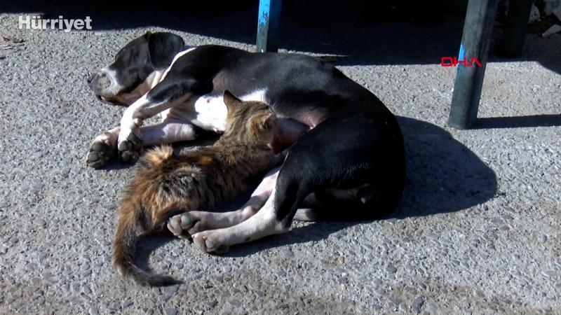 Anneleri ölen kedileri 'fındık' adlı köpek emziriyor