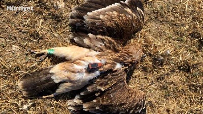 Nesli tehlike altındaki "Şah Kartal" Ankara'da tüfekle vuruldu