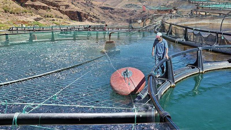 Trabzon'da kurulacak tesisle somon balığı yumurtası ithalatı azaltılacak