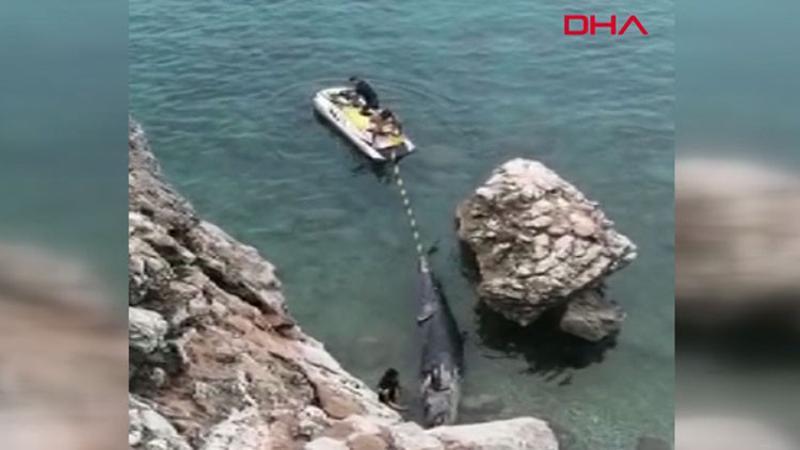 Yalancı katil balina ölüsü kıyıya vurdu