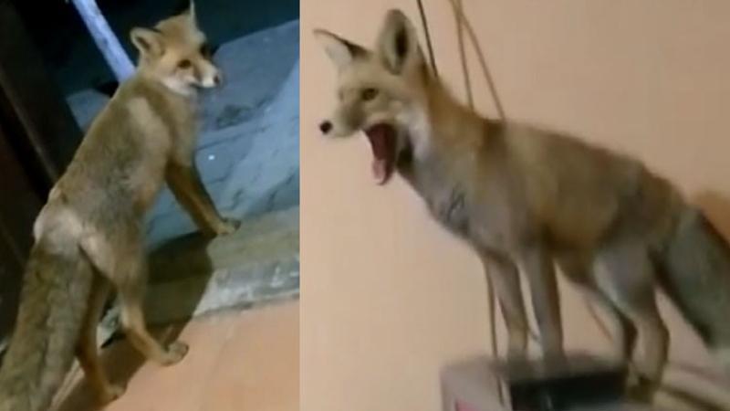 Tilki şantiyenin maskotu oldu
