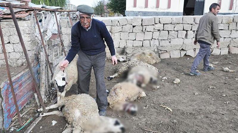Ağıla giren kurtlar, 13 koyunu telef etti