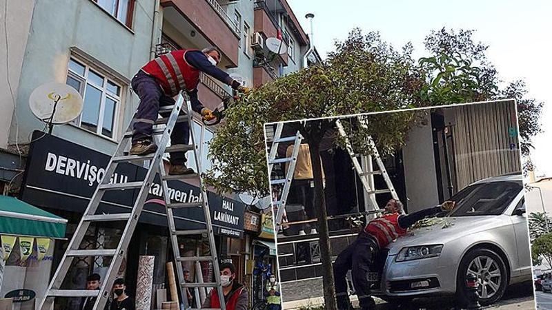 Budanan ağacın dallarının zarar vermemesi için otomobilin üzerine yattı