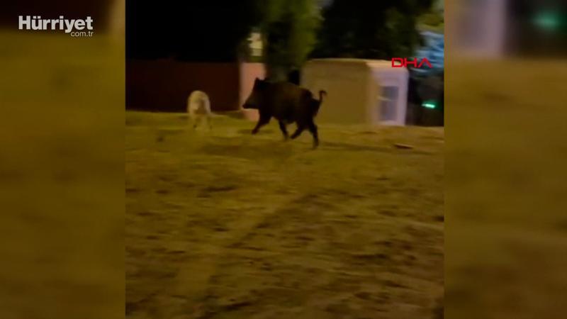 Mahalleye inen yaban domuzu, köpekleri kovaladı