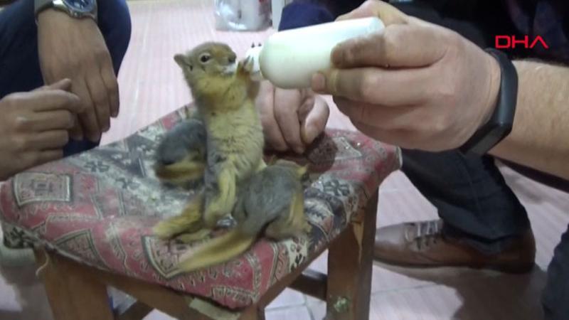 Köylülerin bulduğu sincap yavrularını elleriyle besliyor