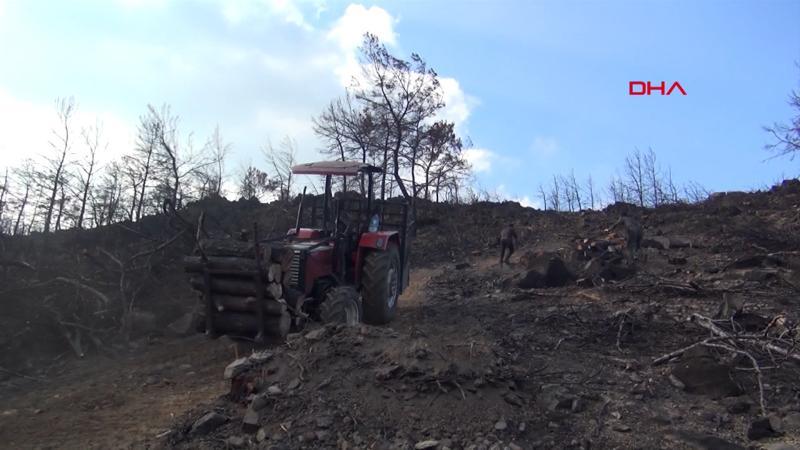 Bodrum ve Milas'ta yanan sahalar temizleniyor