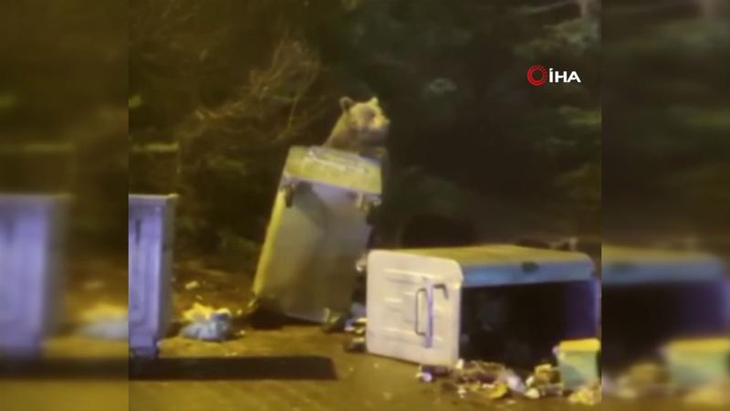 Uludağ'da aç kalan ayı ailesi yerleşim yerine indi