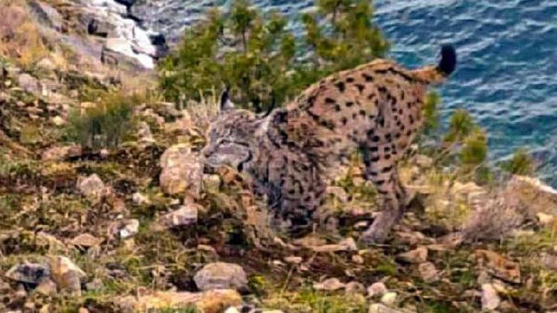 Van Gölü sahilinde vaşak görüntülendi