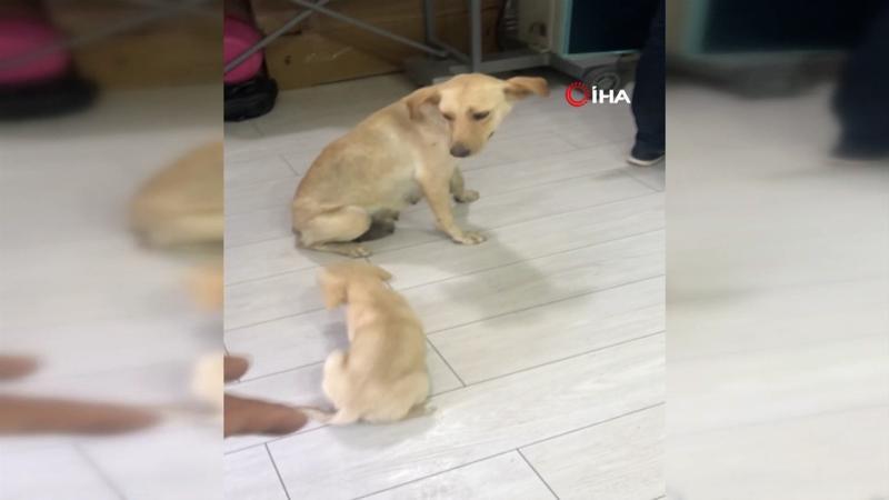 Türkiye'nin yüreğini ısıtan görüntü... Önce yavrusu için çırpındı sonra sevinç gösterisinde bulundu!