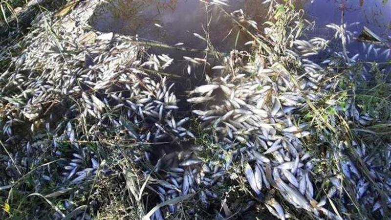 Menderes Nehri'nde korkutan görüntü