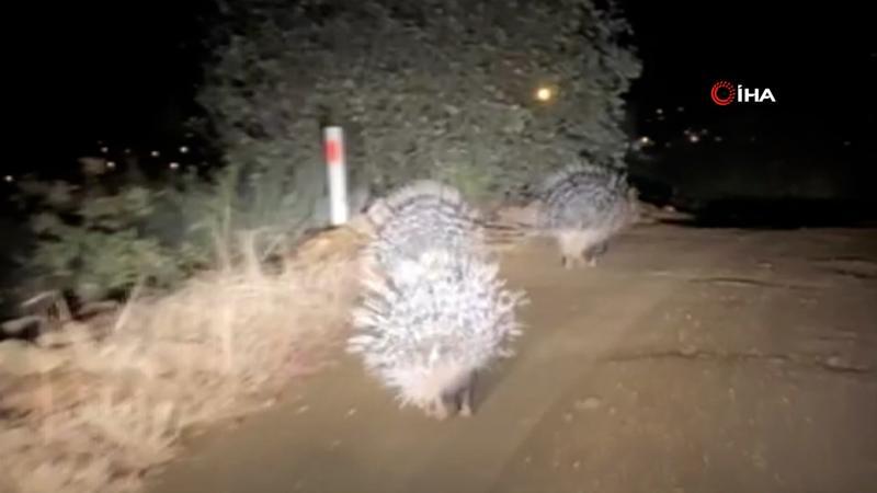 Oklu kirpilerin akşam gezintisi kamerada