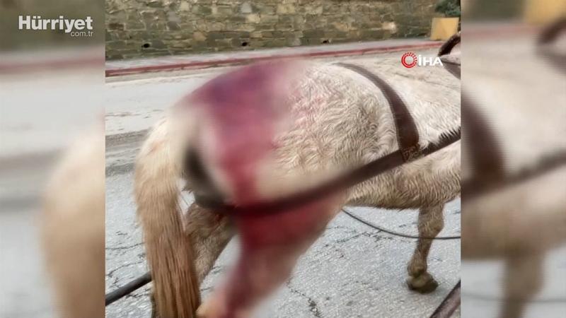 Yaralı haldeki at yük arabasını çekmekte zorlandı, vatandaşlar tepki gösterdi