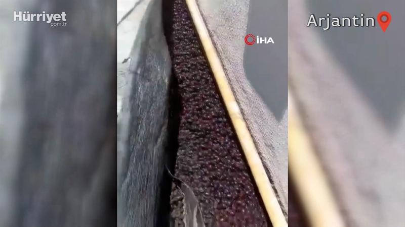 Arjantin’de gergedan böceği istilası