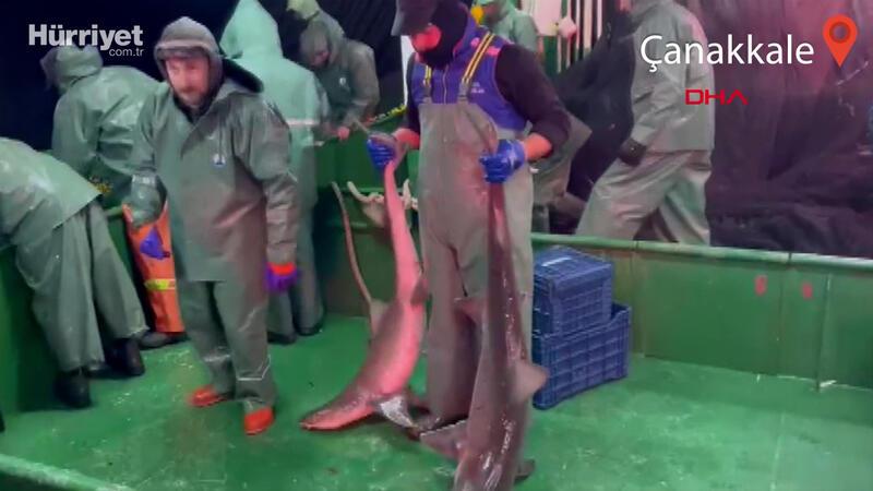 Çanakkale'de ağlara yakalanan 2 köpek balığı denize salındı