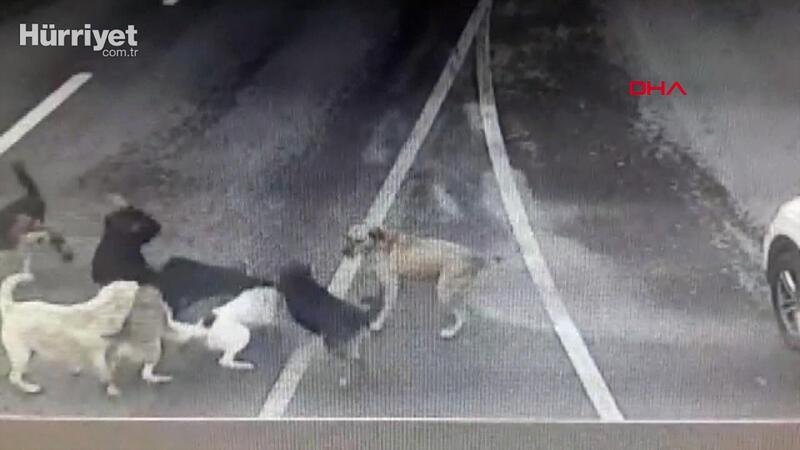 Bakırköy'de iş adamına 6 köpeğin saldırdığı anlar kamerada