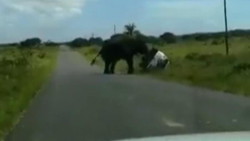 Görüntüler Güney Afrika’dan... Kızgın fil 4 kişilik ailenin bulunduğu araca saldırdı