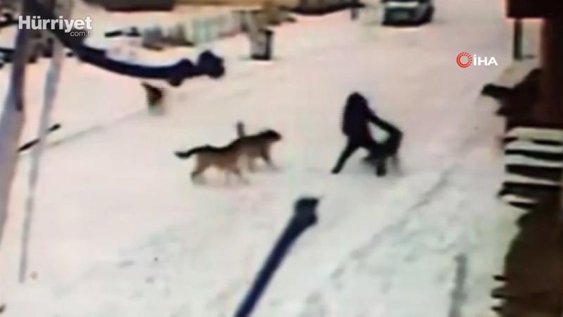 Köpeklerin saldırısına böyle karşı koydu