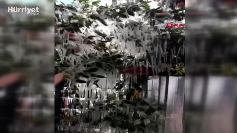 Antalya'da portakal ağaçları buz tuttu