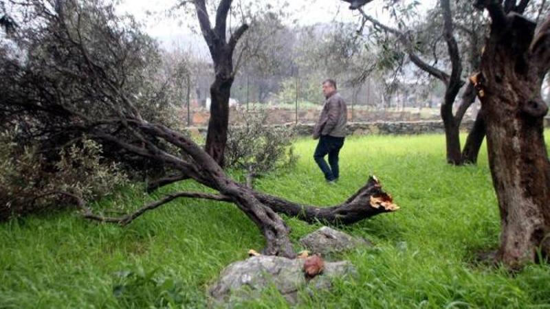 Bodrum’da zeytin ağaçlarını hortum vurdu