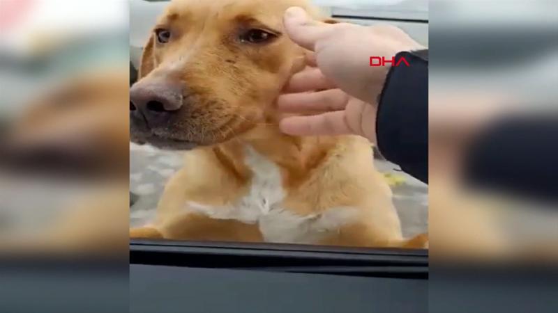Kendisine yemek veren polisleri tanıyan sokak köpeğinin sevimli anları