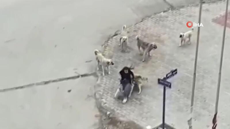 Ankara’da 8 başıboş köpek yolda yürüyen bir kişiye böyle saldırdı