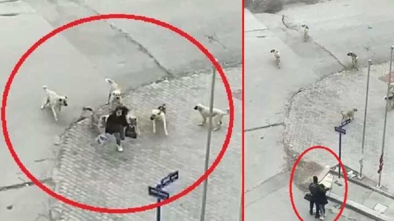 Ankara'da köpeklerin saldırdığı liseliyi güvenlik görevlisi kurtardı! O anlar kamerada