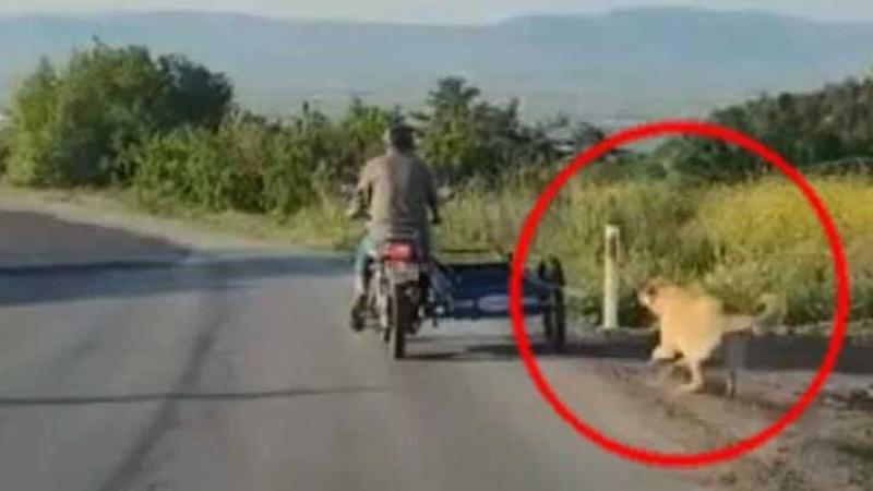 Köpeğini motosikletin arkasına bağlayıp koşturdu!