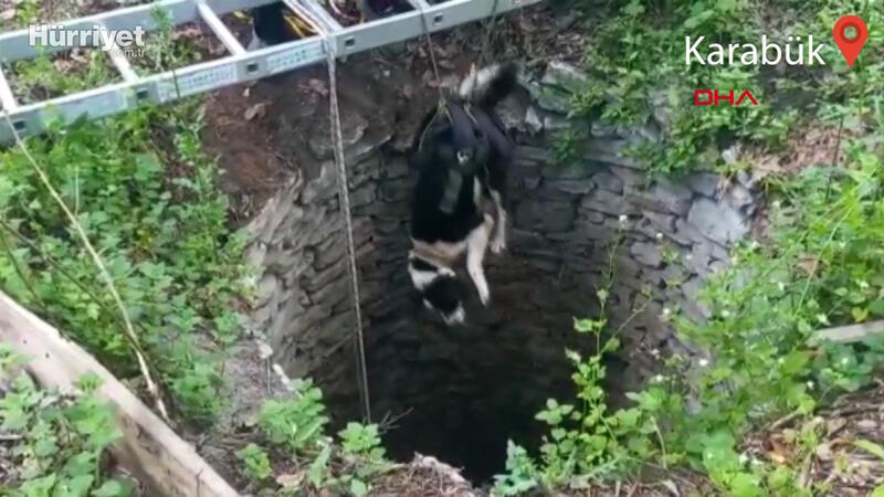 Karabük'te kuyuya düşen köpekler AFAD ekipleri tarafından kurtarıldı