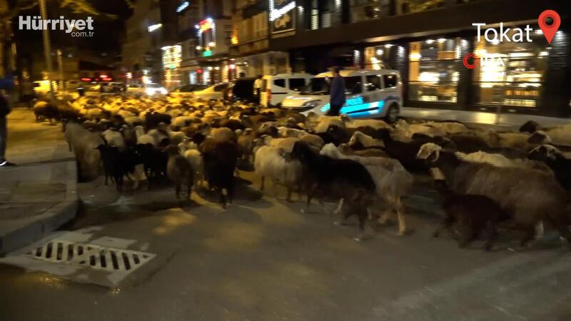 Koyun sürüsü şehir merkezinden geçti, trafik durdu