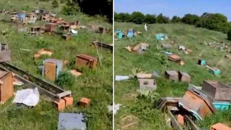 Tekirdağ'da kovanlara saldırı! 4 milyon arı öldü, ana arılar çalındı