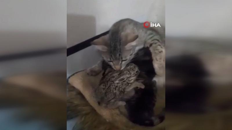 Köpeklerin saldırısından kurtarılan yabani yavru tavşana annelik yapan kedi