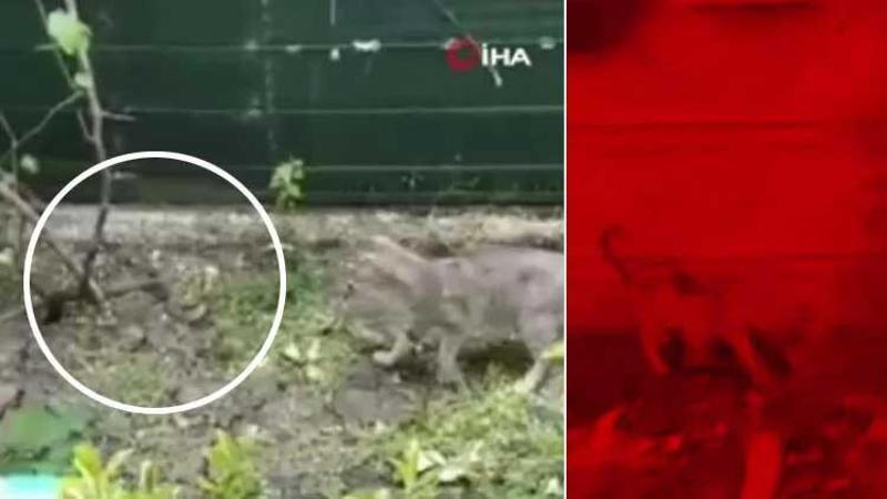 Büyükçekmece'de yılan ile kedinin kavgası kamerada