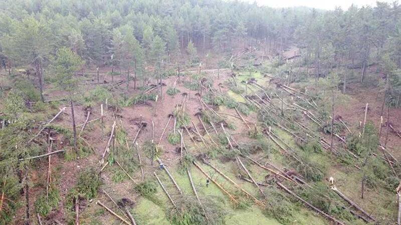 Kütahya'da fırtına; ormanda yüzlerce ağaç devrildi
