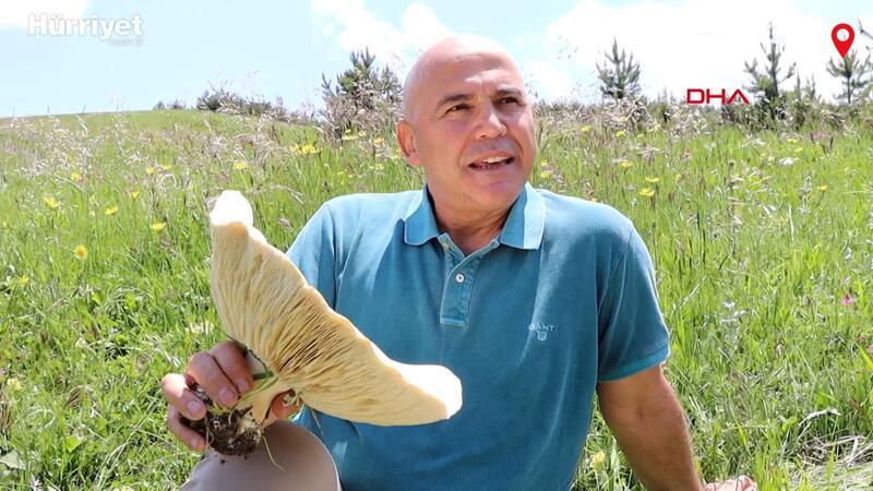 Erzurum'da 3 kiloya kadar dev mantarlar