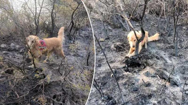 Türkiye'nin tek yangın tespit köpeği 'Kadro'