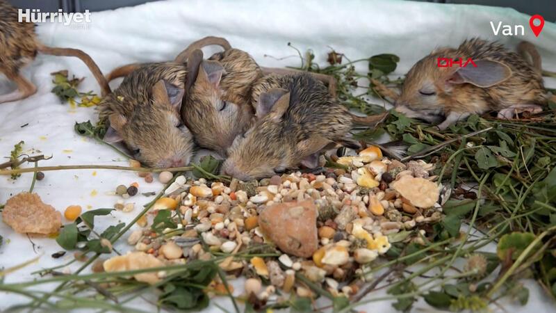 Kırmızı listedeki arap tavşanının 5 yavrusu  özel bakıma alındı