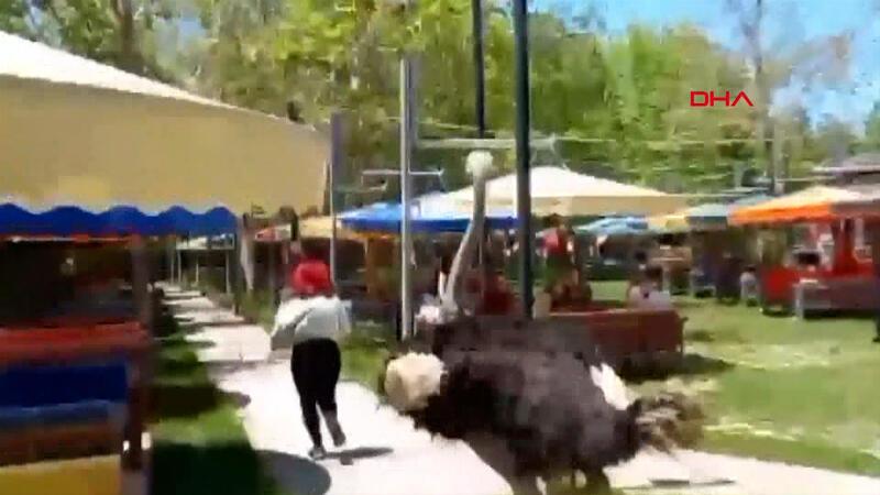 Aksaray'da kafesinden kaçan deve kuşu müşteriyi kovaladı, parkta paniğe neden oldu