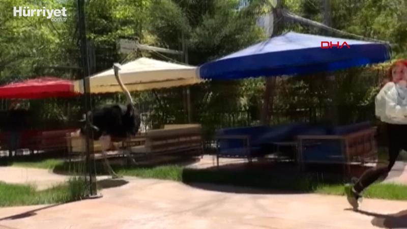 Deve kuşunun kovaladığı Kardelen yaşadıklarını anlattı