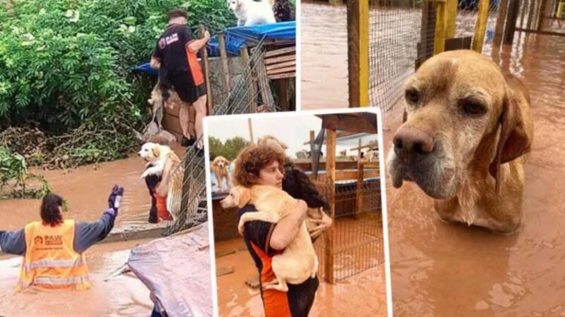  56 köpeğin telef olduğu o barınakta mahsur kalan köpekler böyle kurtarıldı