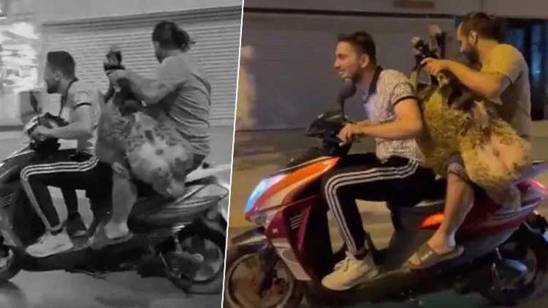 Motosiklette koyun taşıdılar