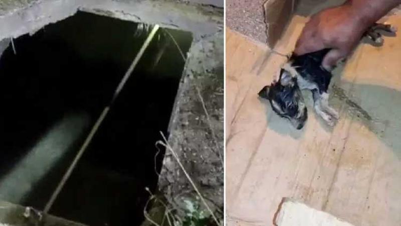 Su kanalına düşen yavru köpekler için seferber oldular