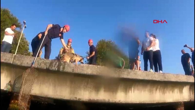 Emirgan'da iskele altında mahsur kalan köpek kurtarıldı