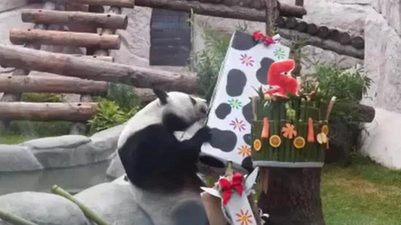 Rusya’da pandalara sürpriz doğum günü partisi
