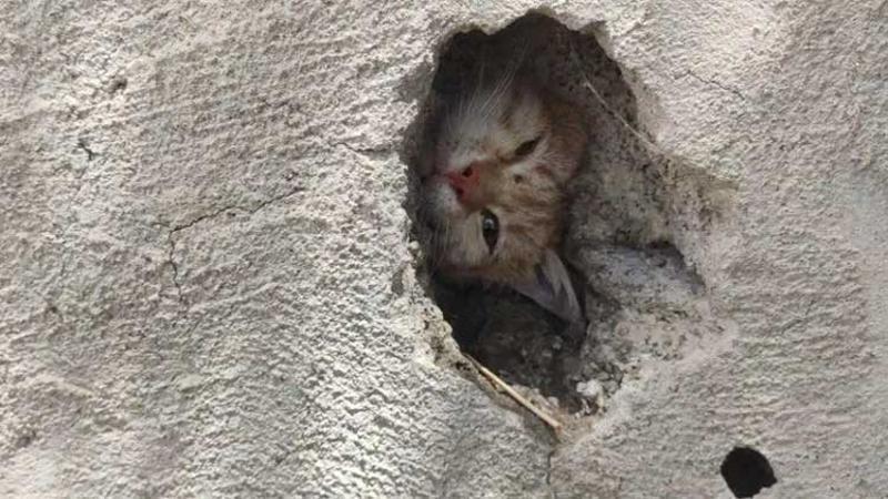 Duvardaki delikte sıkışan kedi kurtarıldı
