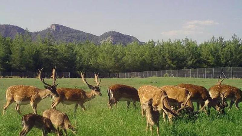 Nesli kritik tehlike altındaki alageyiklerden iyi haber