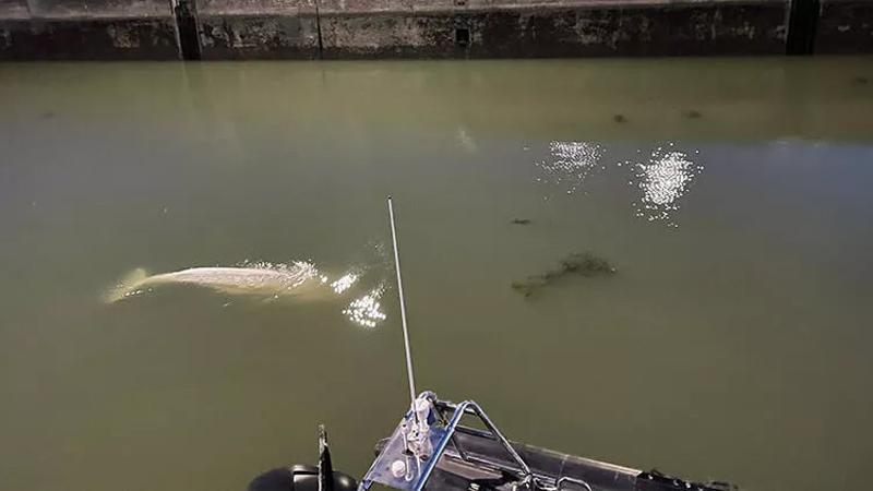 Seine Nehri'nde mahsur kalan balina kurtarıldı