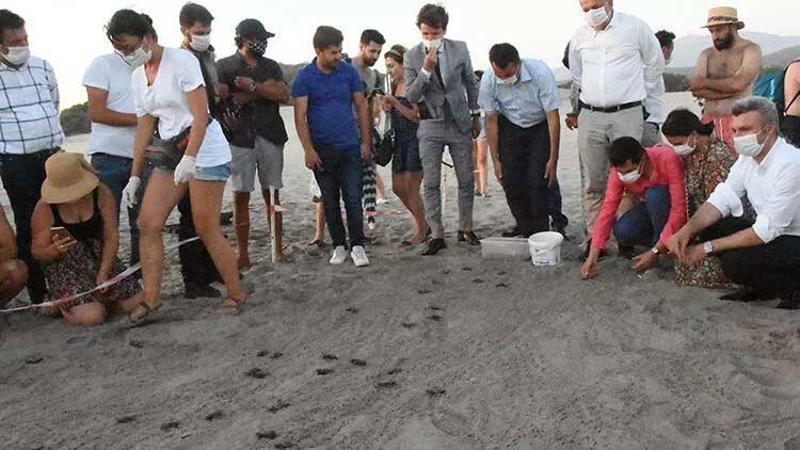 5 bininci yavru caretta caretta Akdeniz'e ulaştı